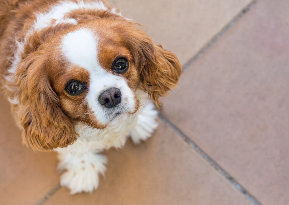 Everything You Need to Know About Cute Dogs: Breeds, Personalities, and Why We Love Them